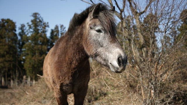 Pony in a field under a clear sky