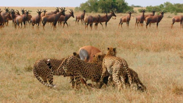 Cheetahs Hunting in the Savanna