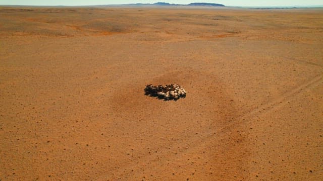 Herd of Sheep in Vast Desert Landscape