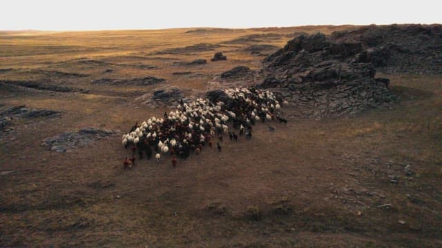 Herding Sheep Across the Rugged Terrain at Dusk