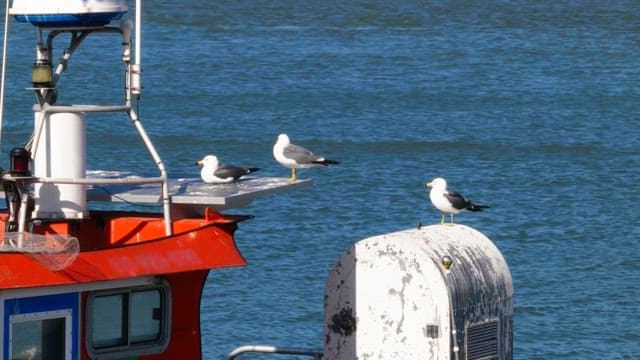 Seagulls resting on a boat in the middle of the sea