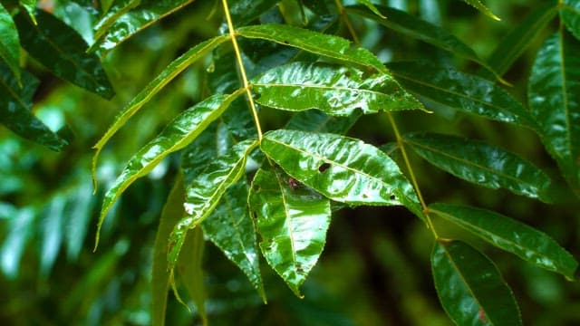 Green leaves with raindrops