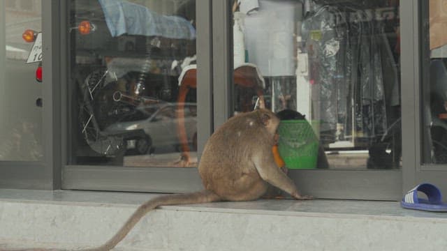 Monkey Sitting Outside a Building Entrance while Looking Inside