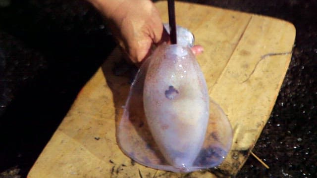 Preparation of Squid for Culinary Use
