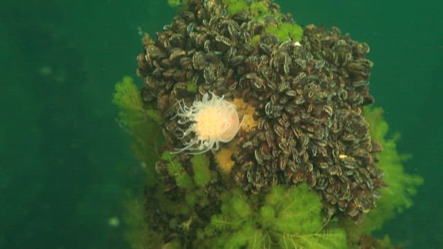 Sea anemone eating jellyfish