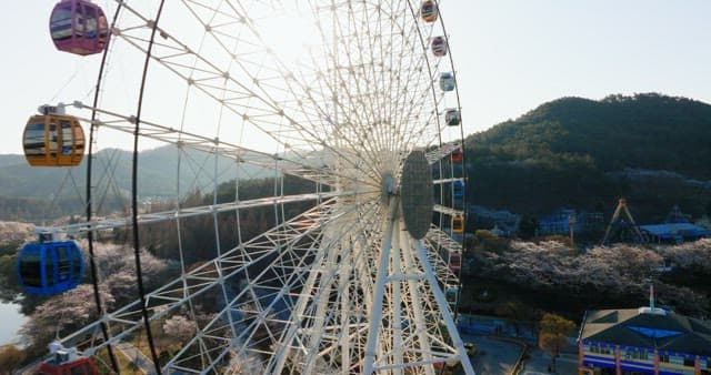 Ferris wheel in an amusement park with cherry blossoms