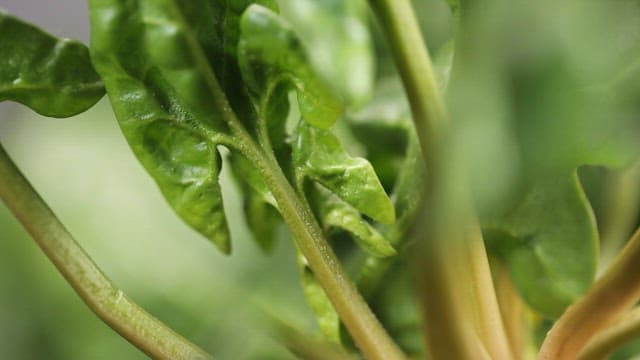Close up of spinach with green leaves