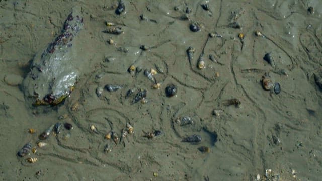 Seashells and Crabs on Mudflat