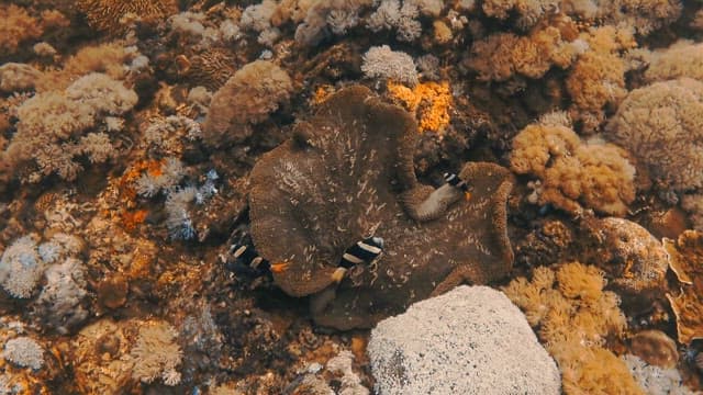 Clownfishs Playing among Sea Anemone