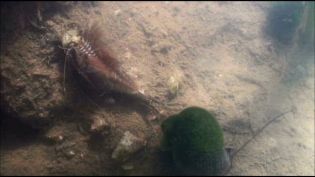 Tadpole shrimp on the riverbed in its natural habitat