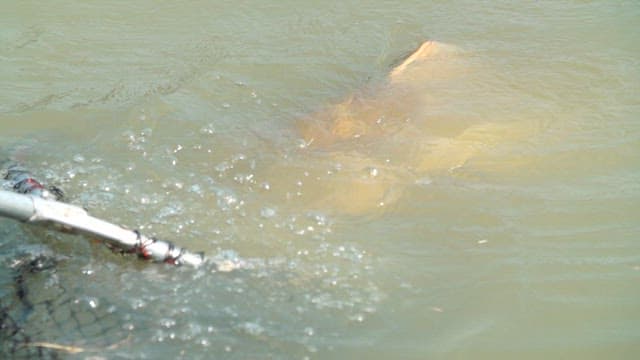 Amazon redtail catfish caught with a line in the river