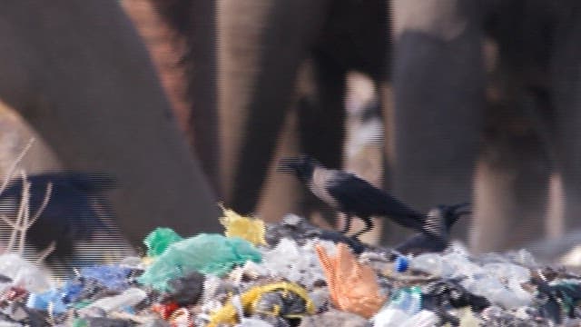 Elephants among heaps of garbage