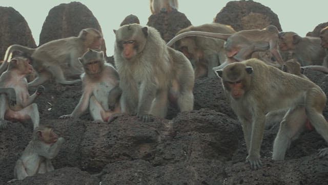 Monkeys Playing on Ancient Stone Ruins