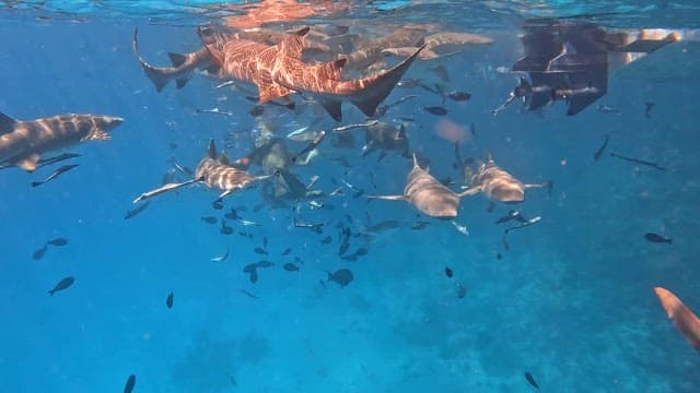 Sharks and fish swimming in clear blue sea