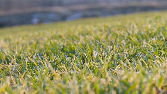 Fresh barley field covered with morning dew