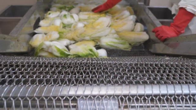 Cabbage being moved on a conveyor belt in a food factory