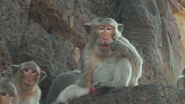 Monkeys Resting on Rocky Structure