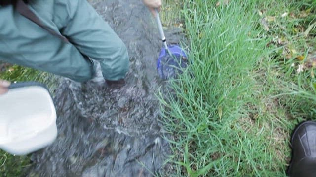 Person collecting fish from a stream