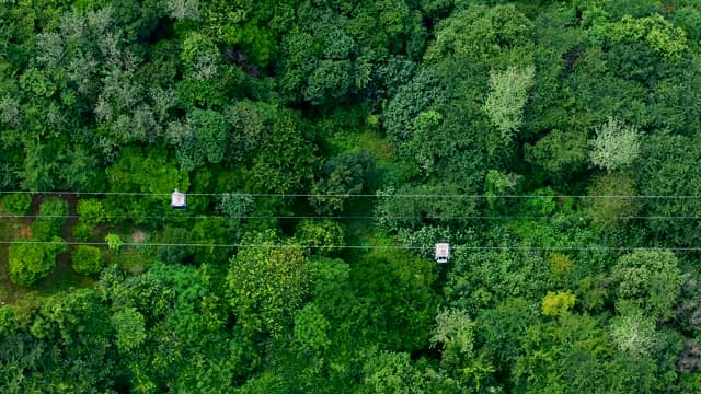 Cable Car Passing over a Lush Green Forest