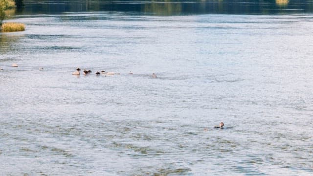 Ducks swimming peacefully on a serene lake