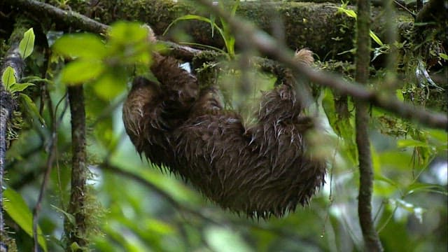 Sloth Clinging to a Branch in the Rainforest