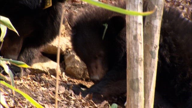 Black bear foraging in natural habitat
