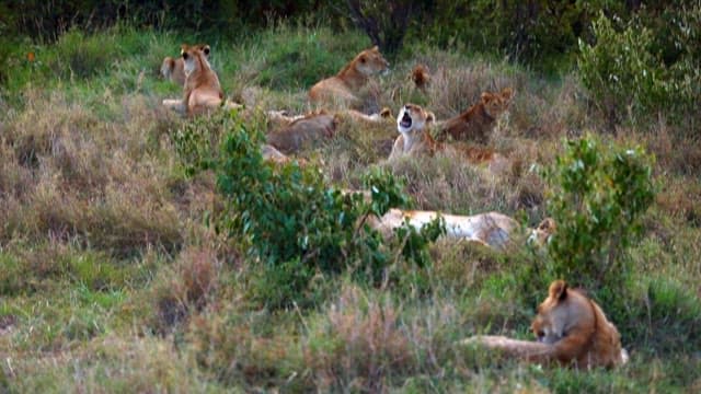 Pride of Lions Resting and Cattle Grazing in Savannah