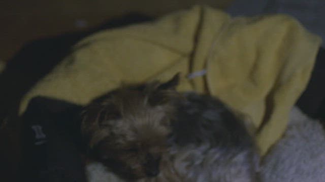 Puppy resting in a nest in a dark room