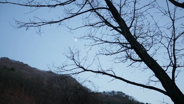 Serene evening with a moonlit sky, tree and wind chime