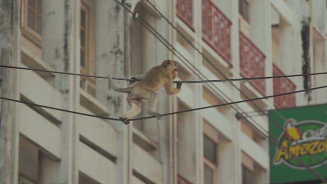 Monkey Moving Between the Wires of a Telephone Pole