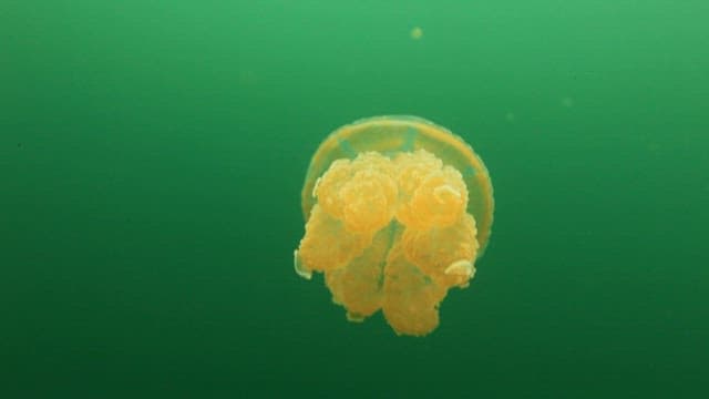 Jellyfish Floating Gracefully Underwater
