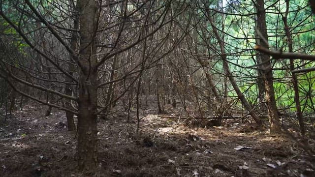 Dense Forest Pathway Surrounded by Trees