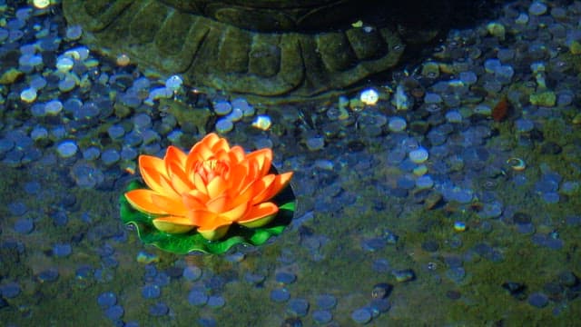 Orange water lily floating in a pond, surrounded by coins