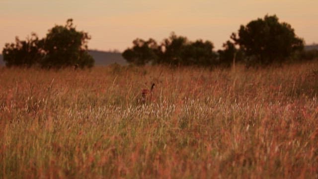Cheetah Hidden in Savannah Grass