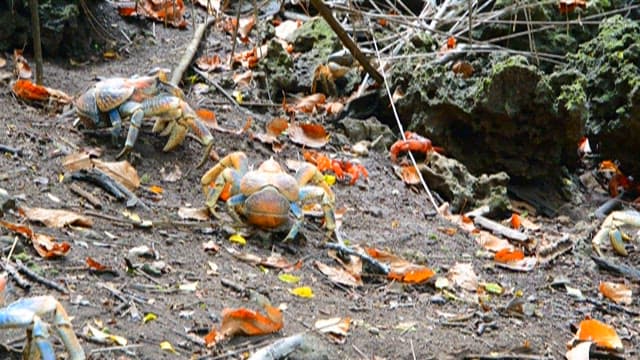 Crabs Exploring a Forest Floor