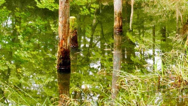 Mossy logs in a calm forest pond