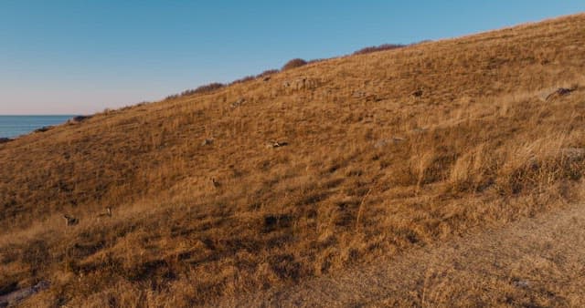 Serene Coastal Landscape with Grazing Deer