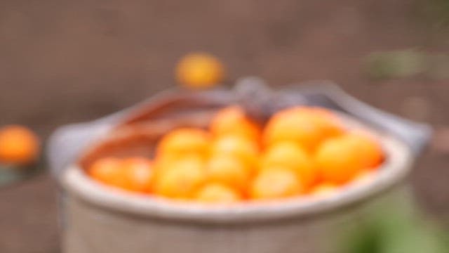 Sack full of fresh tangerine on the ground