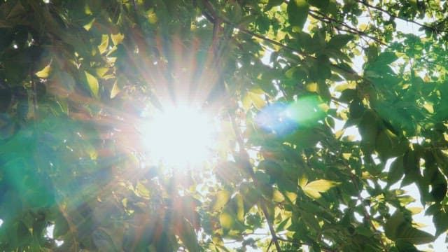 Sunlight filtering through green leaves