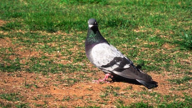 A pigeon standing on grassy ground in the sun