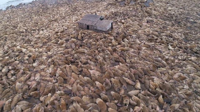 Countless Walruses around a Small Shack