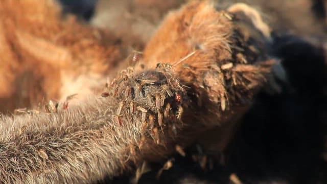Insects Crawling on Animal Fur