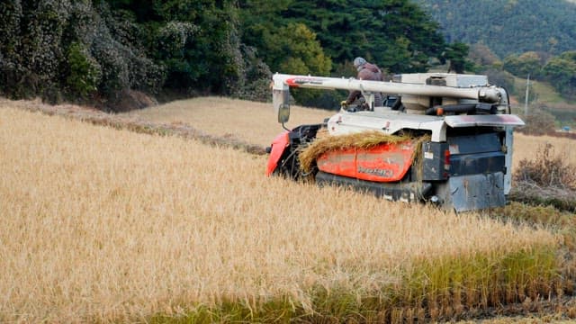 Farmer operating a harvester in a rice field