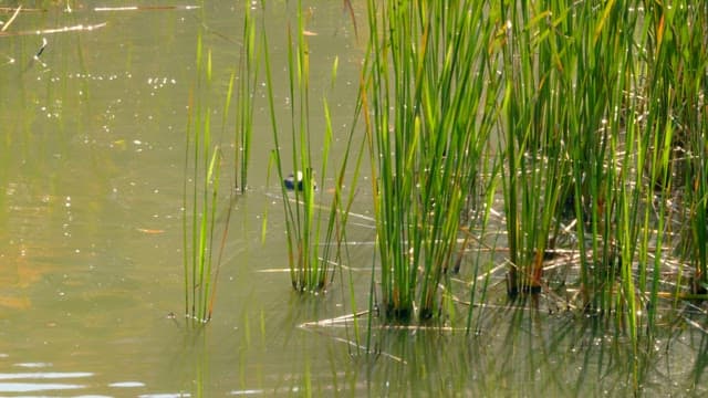 Ducks hunting among reeds near calm water