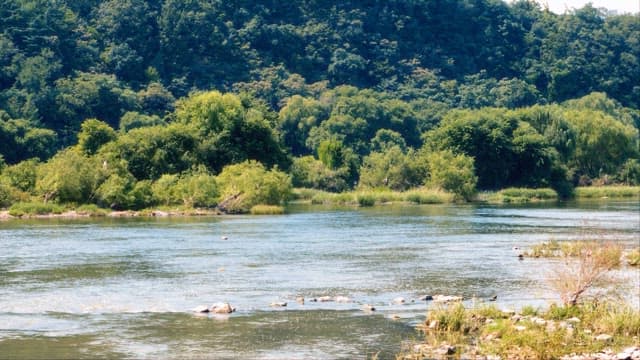 Serene River Flowing Through a Lush Forest