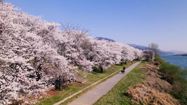 Walking Under Cherry Blossoms Along the Riverside