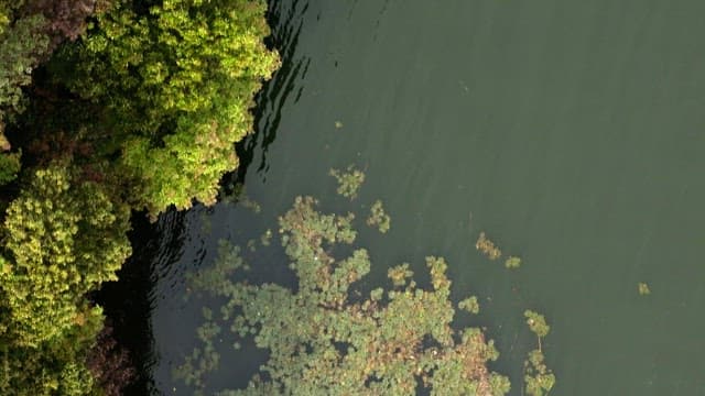 Lush green forest by a calm lake