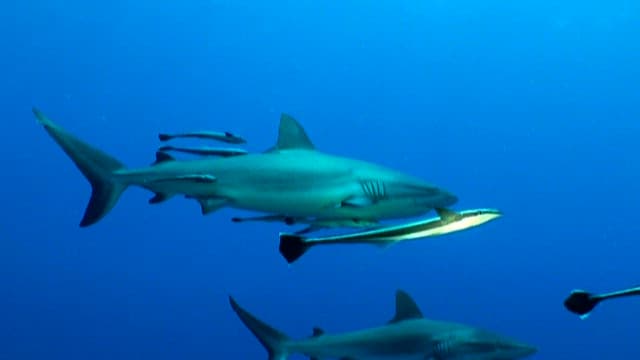 Shoal of Sharks Swimming Peacefully in Ocean