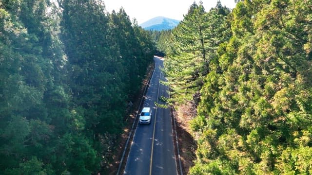 Scenic road through a dense forest with cars