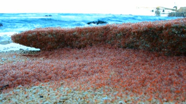 Small red crabs covering the shoreline
